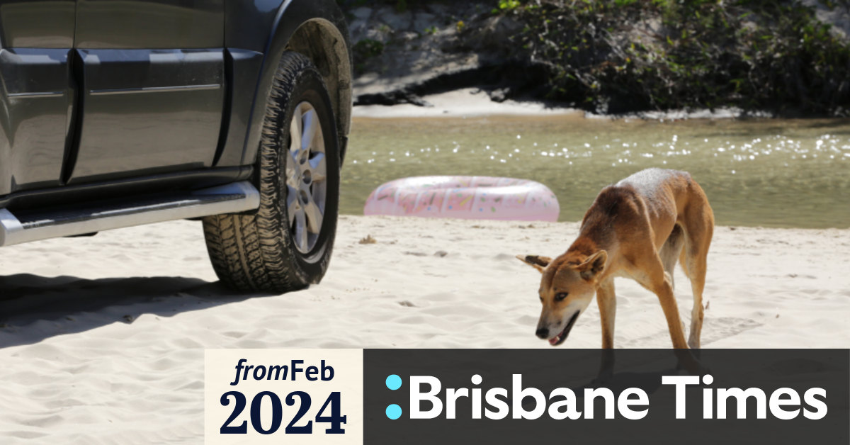 Young boy bitten in latest dingo attack on K’gari